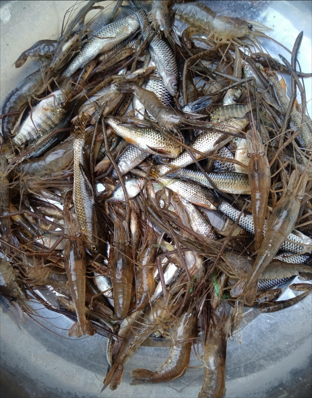 河里捞小米虾(如何捞小虾米)