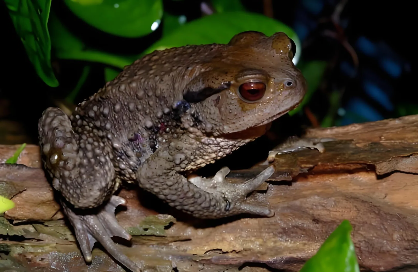 蟾蜍王(蟾蜍王种族值)