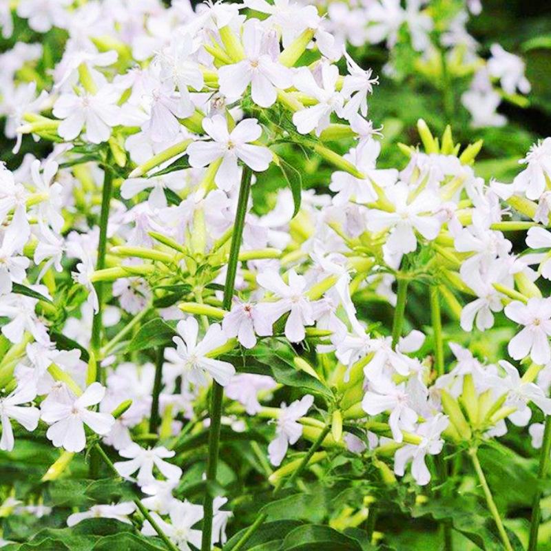 肥皂草(肥皂草对皮肤的作用)