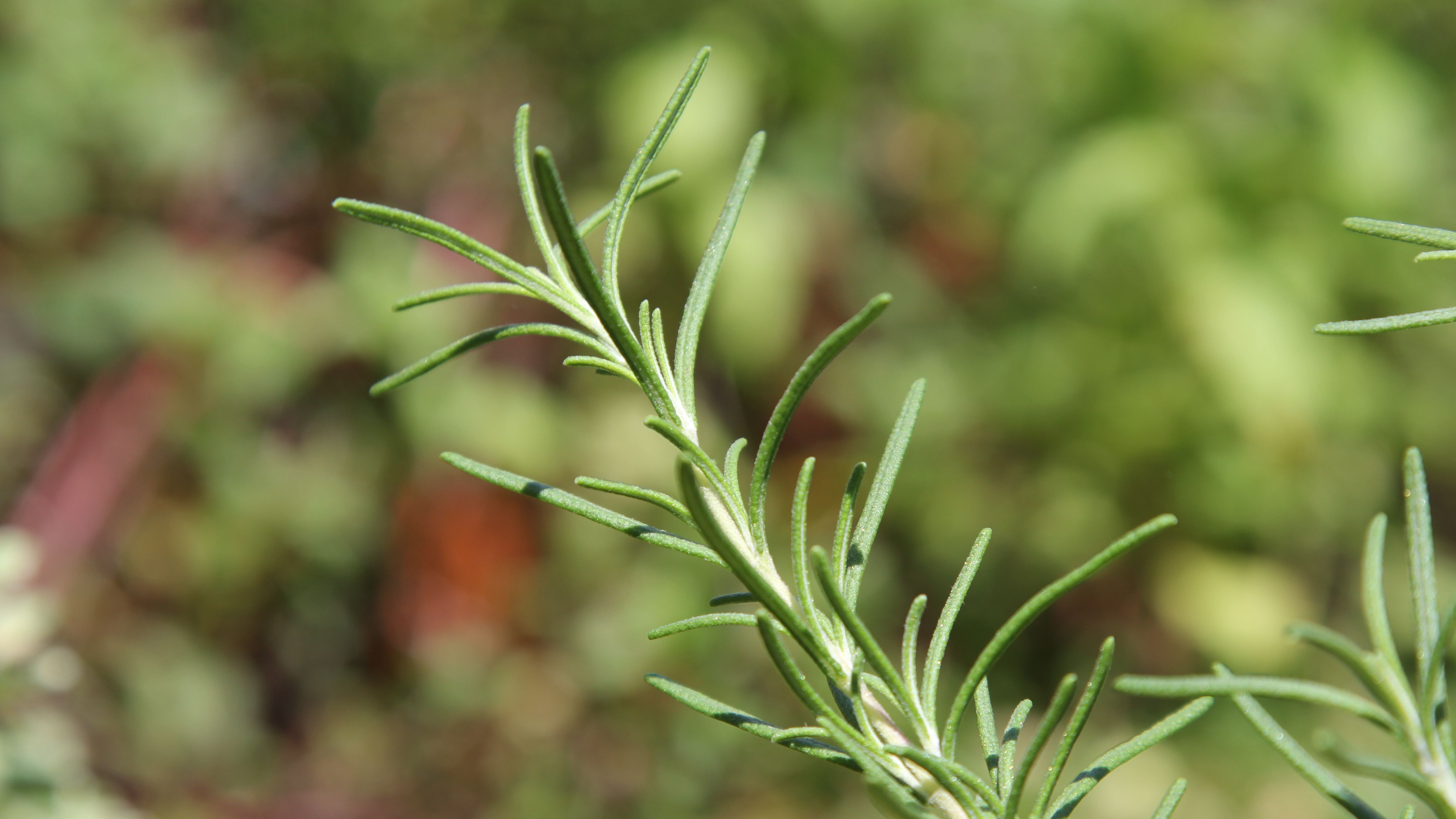 迷迭草(迷迭草的养殖方法)