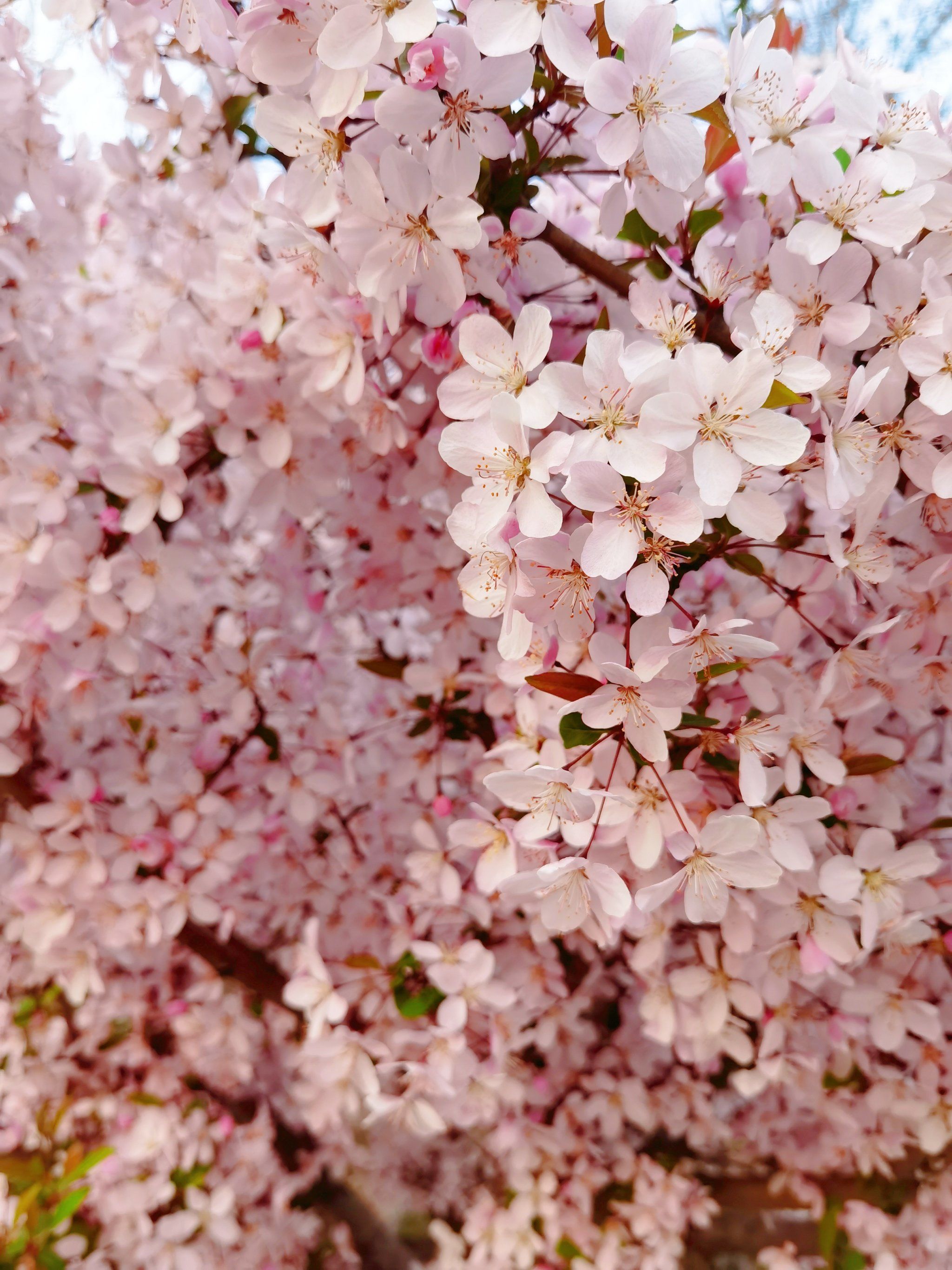 微杏(微杏十年相伴,感恩有你 旧版)
