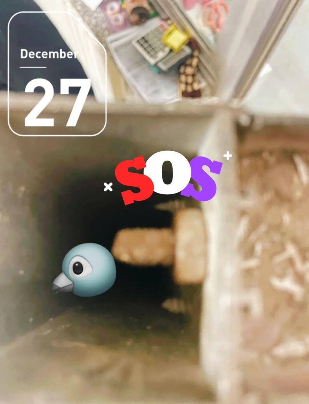 越狱逃出鸟笼攻略(越狱逃出鸟笼攻略视频)