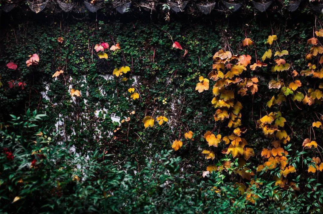 絮乱风倾破解版(絮乱风轻橙光内购破解版)