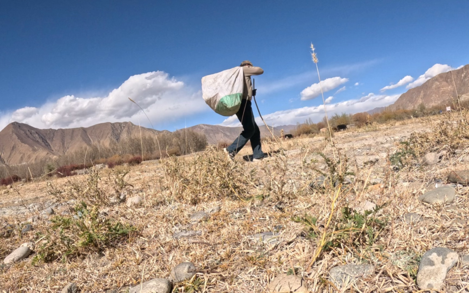 捡易拉罐攻略(捡易拉罐能赚多少钱)