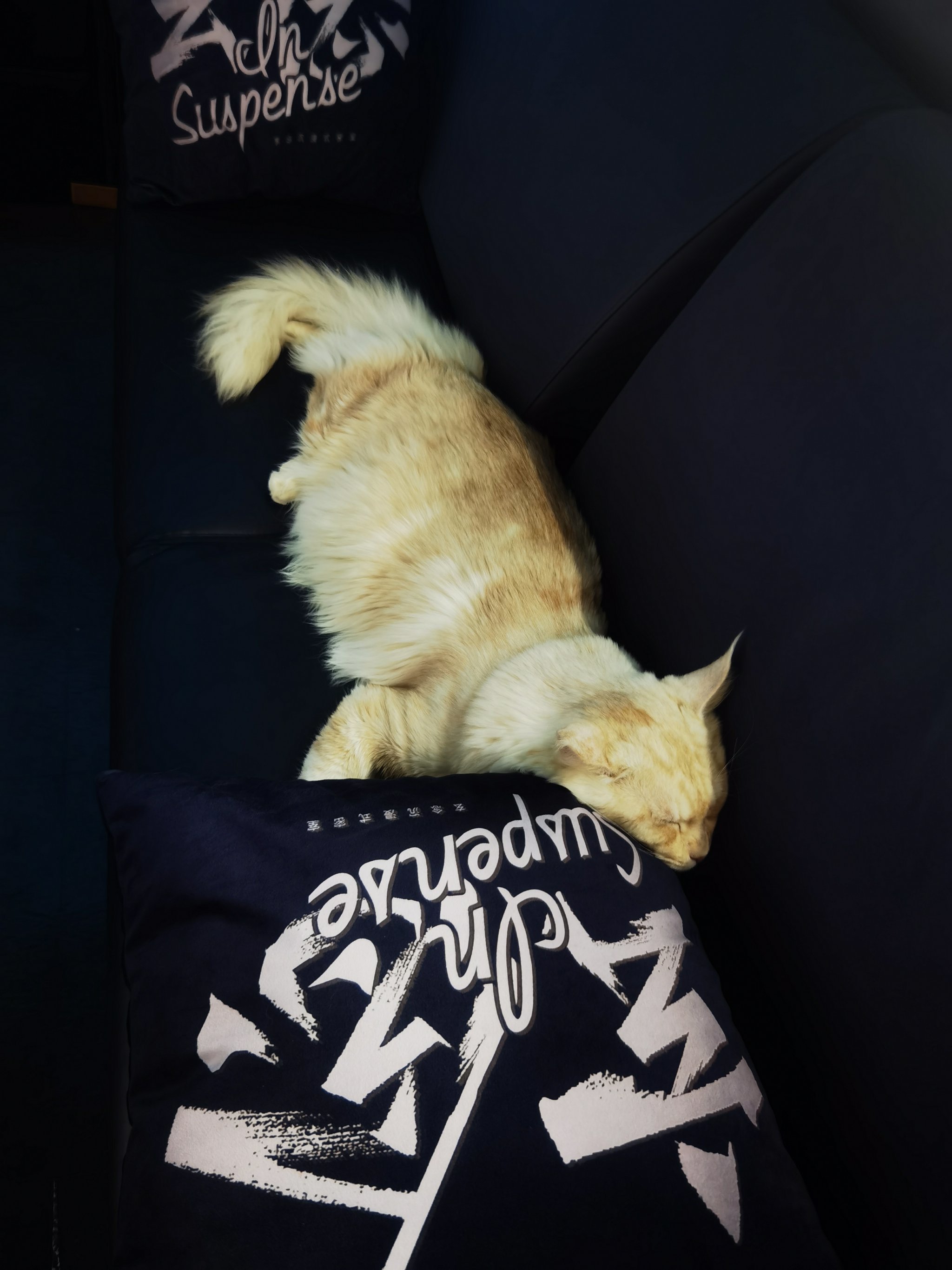 可爱的狮子逃脱攻略(超级可爱的小狮子)