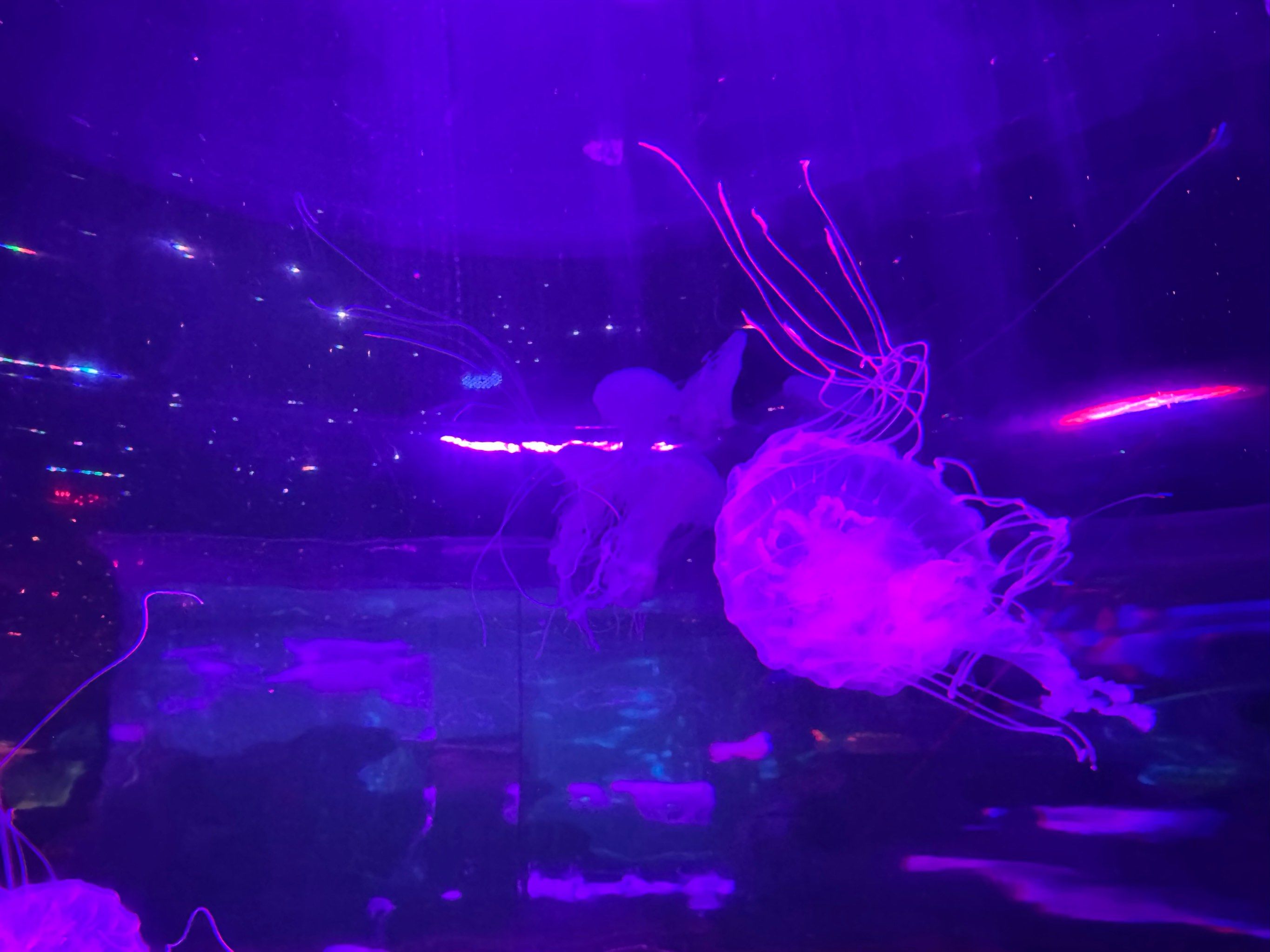 梦幻水族馆1.29(梦幻水族馆破解版下载)