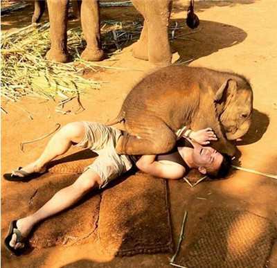 救援贪玩的大象攻略()