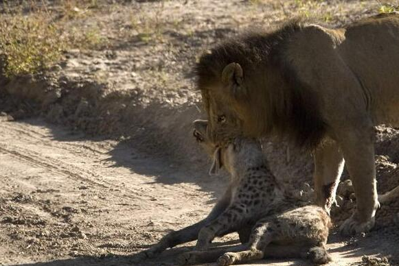 被困的狮王逃脱攻略(被困的狮王逃脱攻略图文)