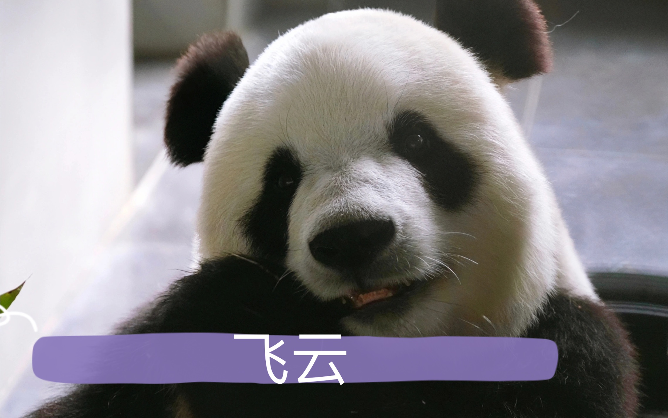 飞天西游熊猫(飞天西游网易版)