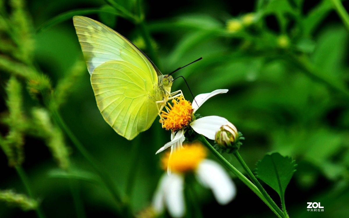 粉蝶在线下载破解版(粉蝶app破解版下载)