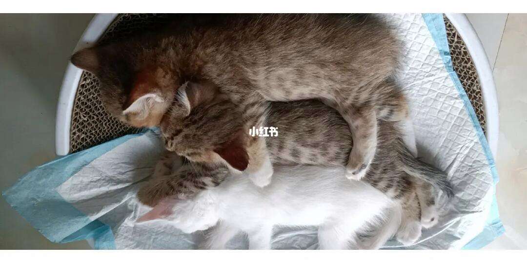 小奶猫破解版下载地址(小奶猫v1922破解版)