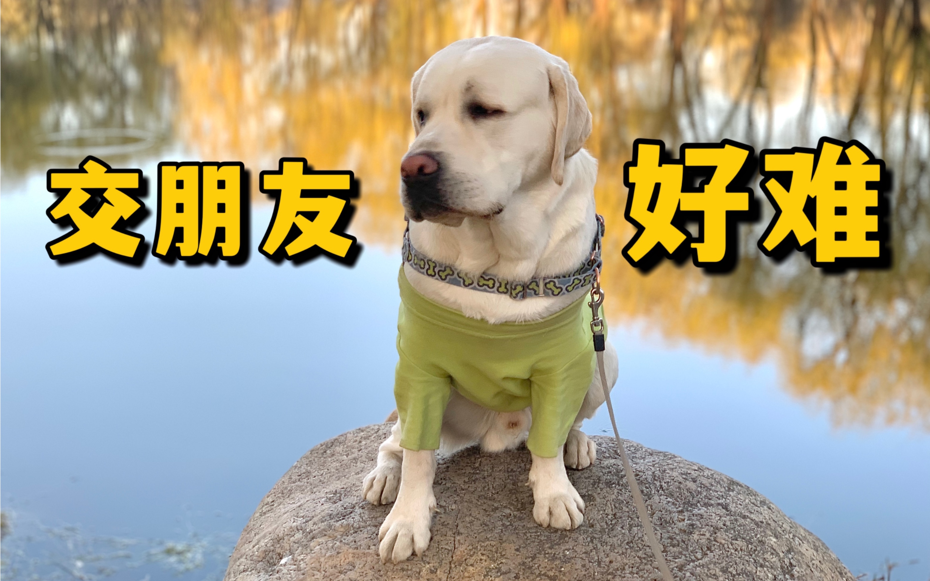狗狗快跑攻略(狗狗快跑有什么好处)