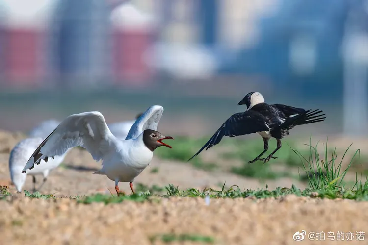 饥饿鸟迅雷下载地址(饥饿鸟迅雷下载地址在哪)