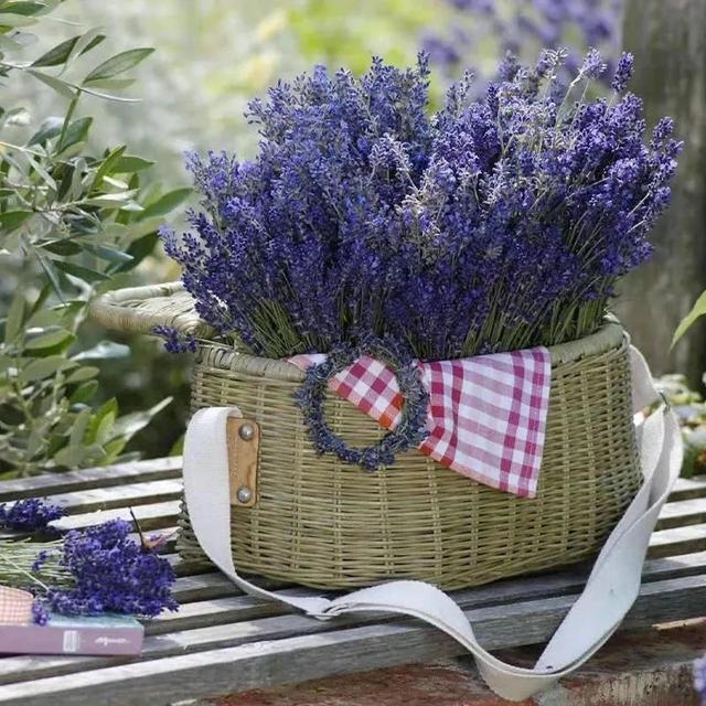 逃出熏衣草房间攻略(逃出熏衣草房间攻略视频)