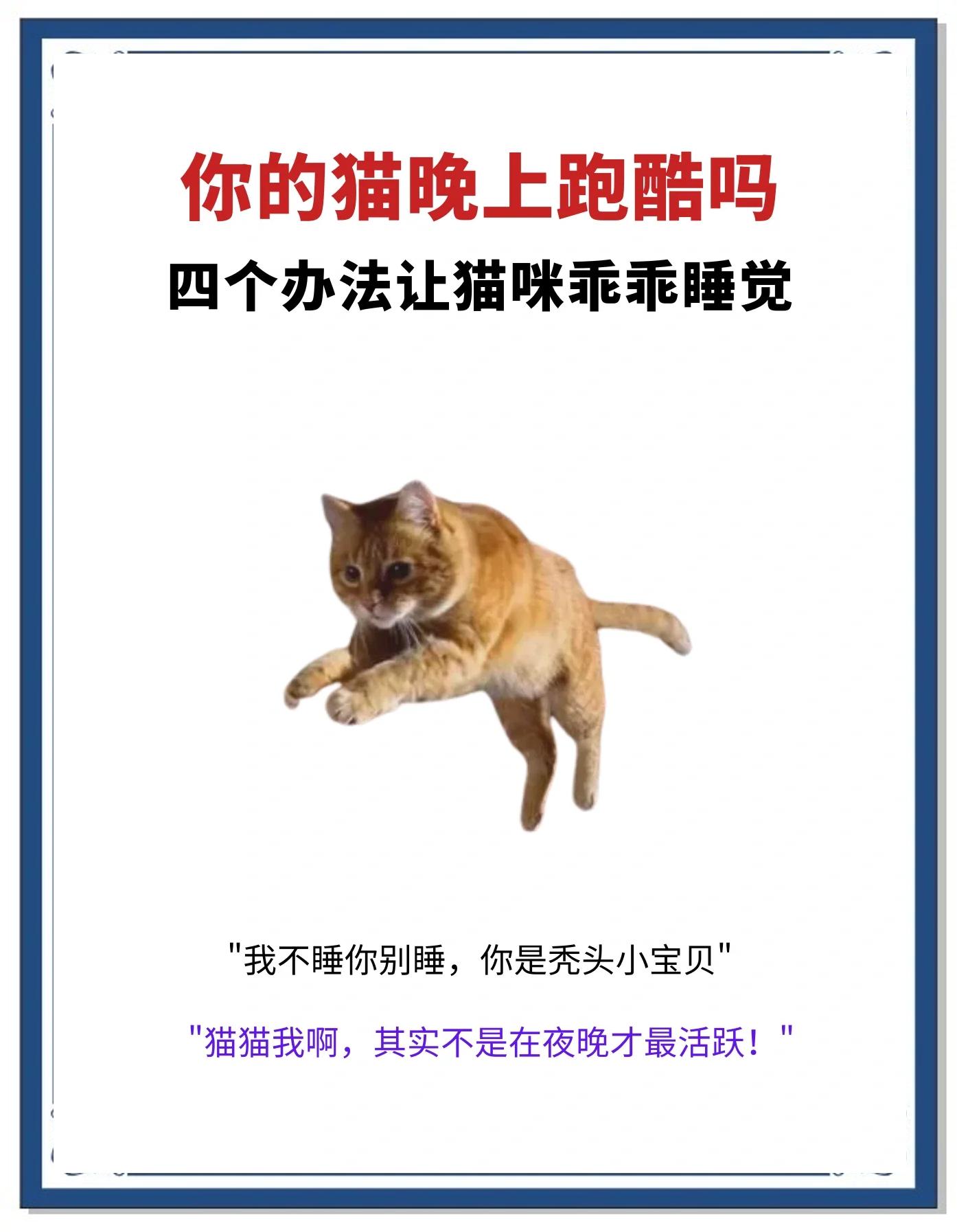 猫咪快跑游戏攻略(猫咪快跑游戏攻略视频)