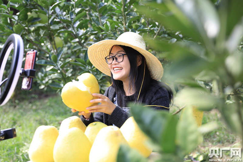 柚子直播最新版本下载(柚子直播最新版本下载苹果)