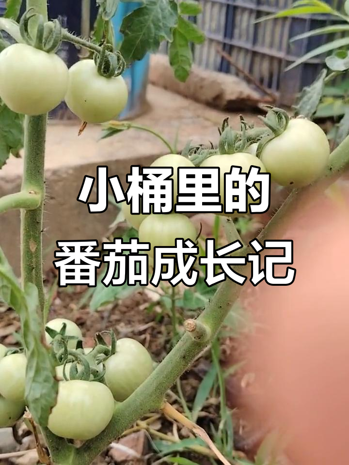 西红柿要长大攻略(西红柿长出来要多久)