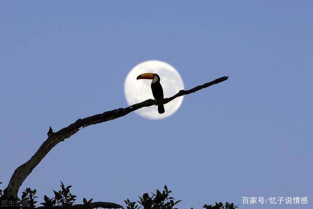 帮助鸟儿高飞游戏攻略(帮助小鸟的作文400字)