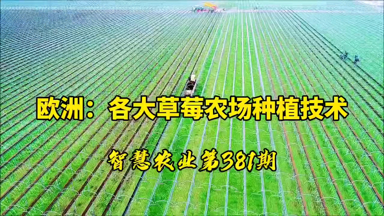 逃离草莓农场攻略(逃离农庄之家怎么玩)
