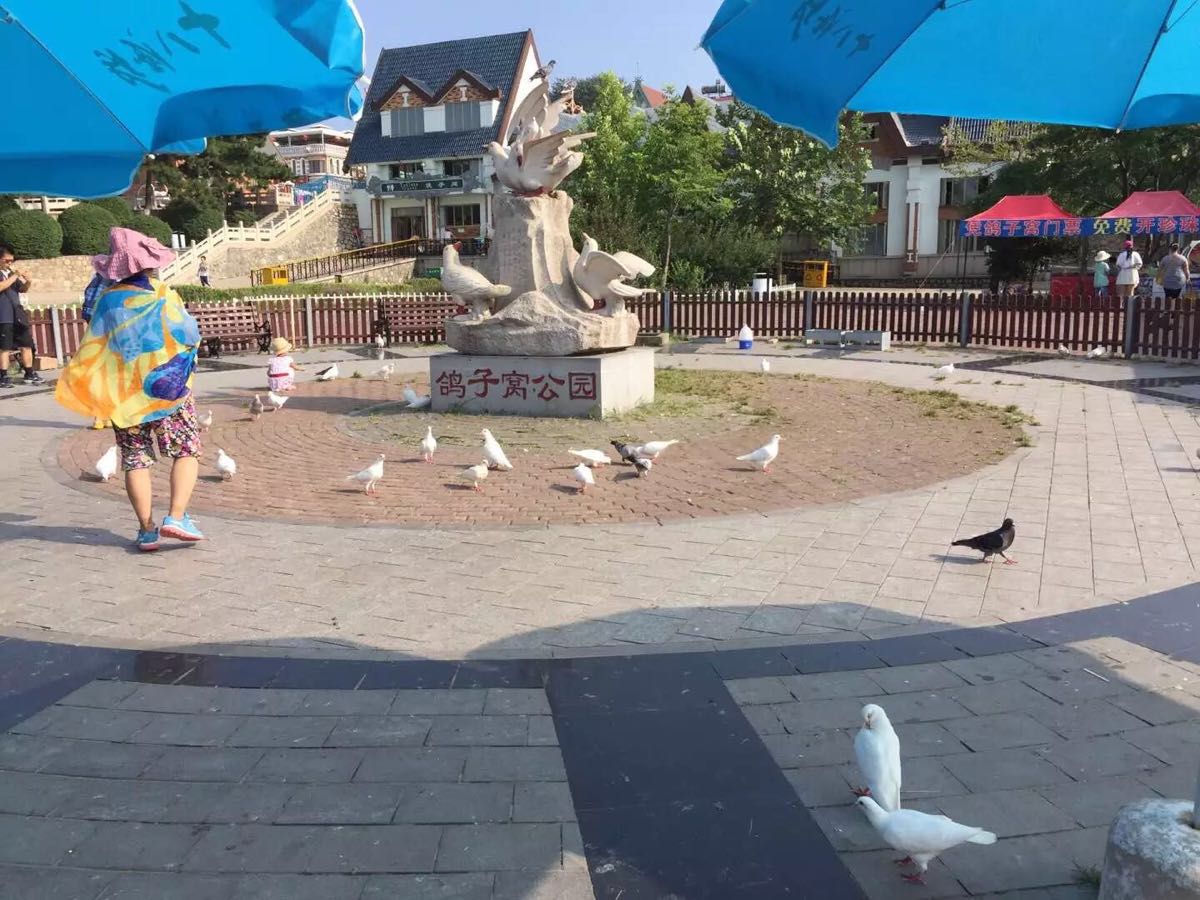 鸽子逃生攻略实况(鸽子逃生攻略实况动画)