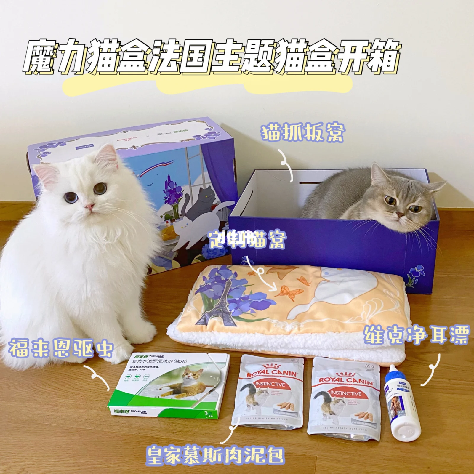 魔力小猫破解版(魔力猫app直播)