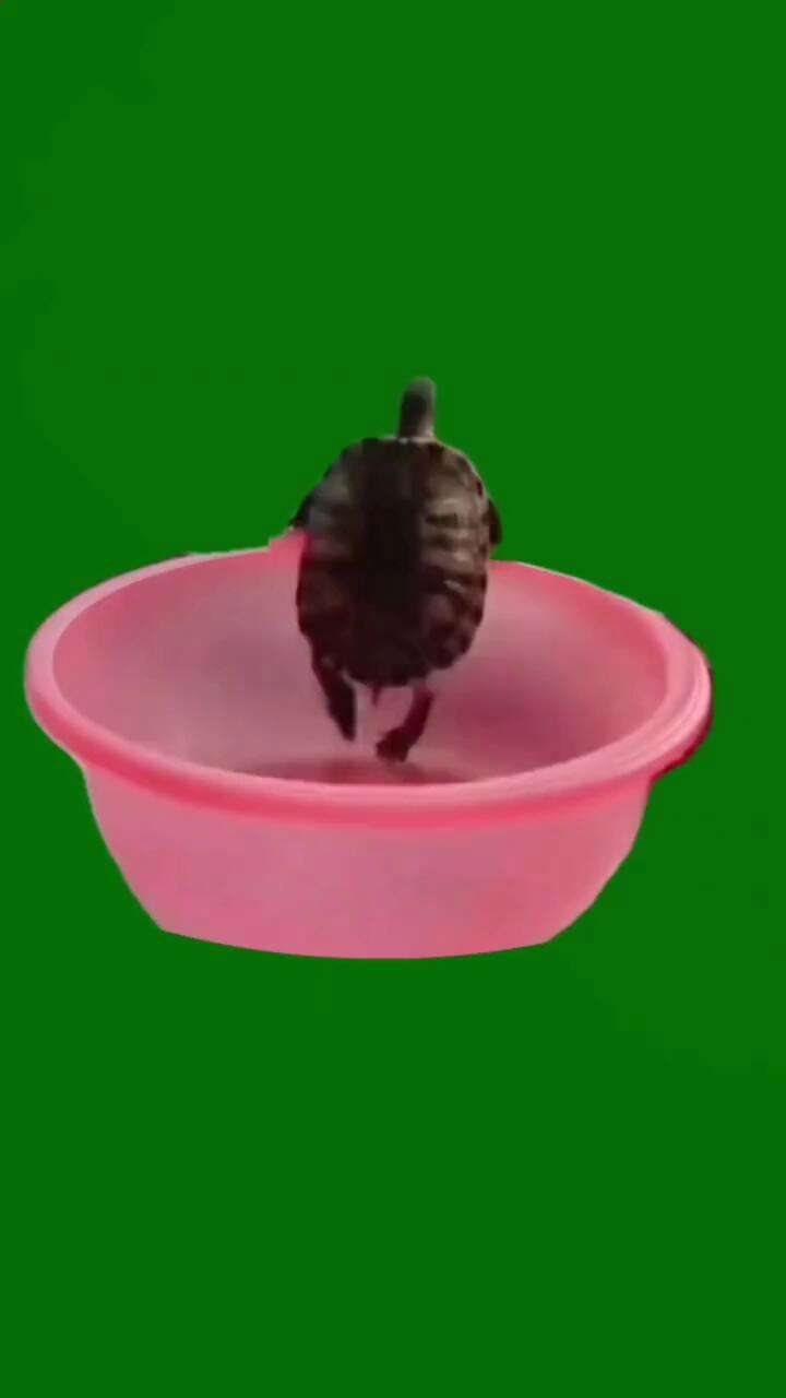 金乌龟逃脱攻略视频(金乌龟逃脱攻略视频大全)