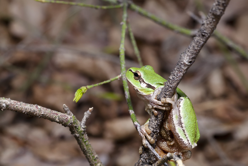 忍者绿蛙攻略(忍者蛙第二关攻略)