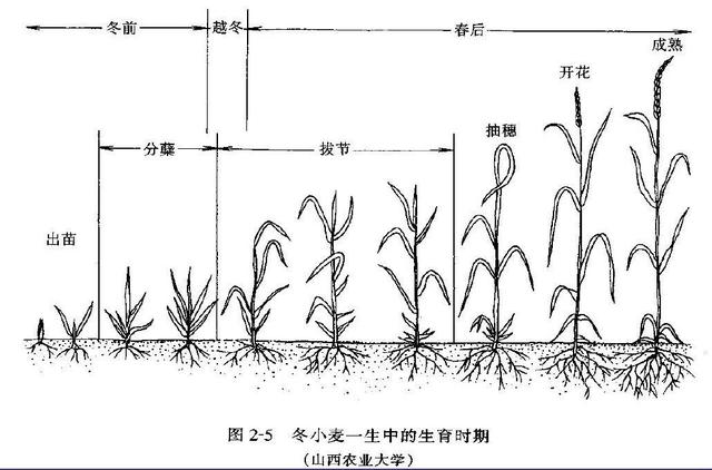 繁殖季节6攻略(繁殖季节汉化版免费下载)