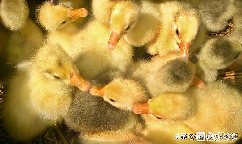 梦幻西游养鹅(梦幻养殖怎么赚钱快)