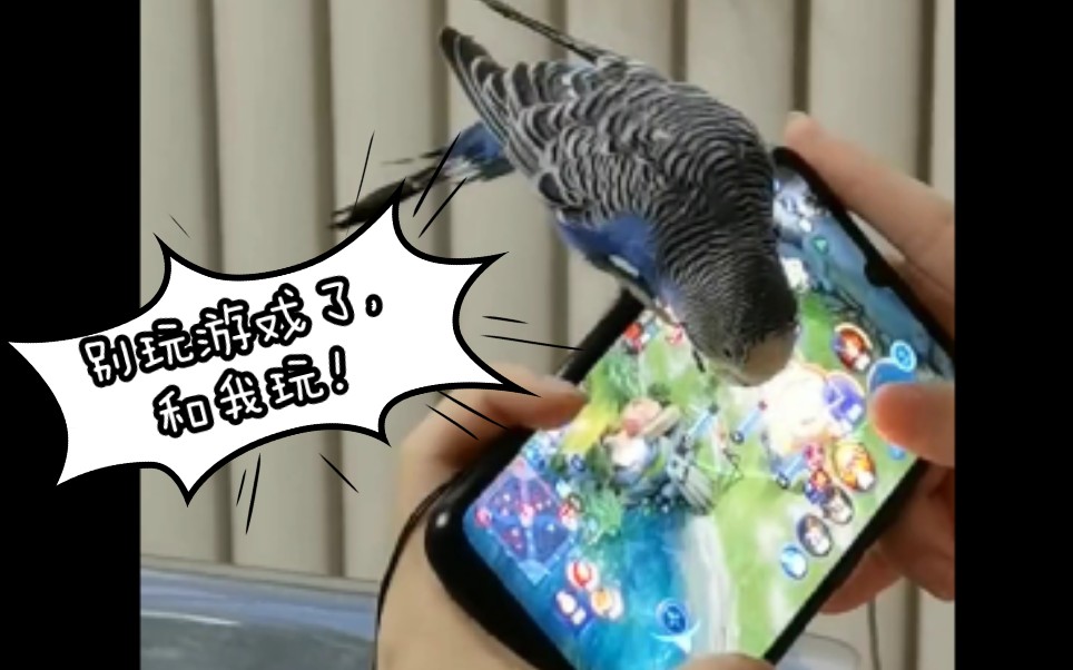 鹦鹉逃出游戏攻略(鹦鹉逃走了怎样把它找回来)