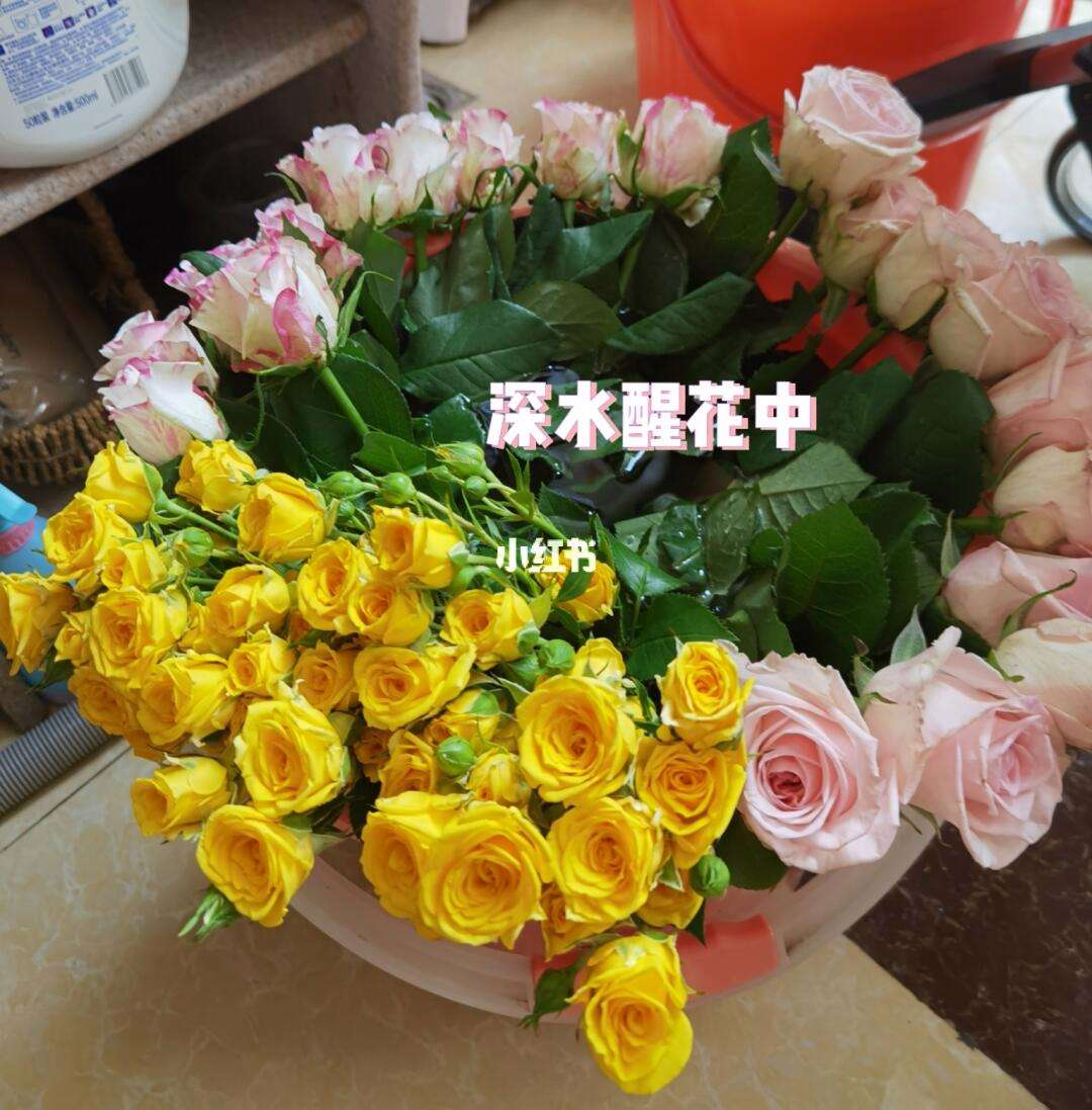 逃出鲜花森林攻略(逃出鲜花森林攻略视频)