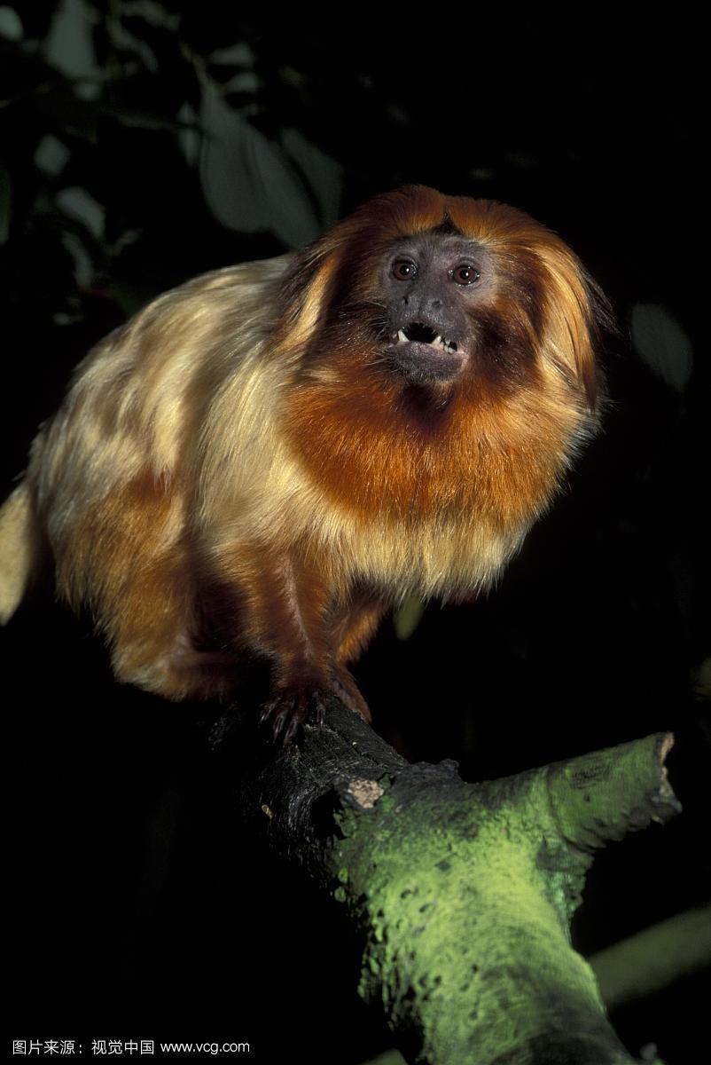 解救绢毛猴攻略(梦幻西游石猴授徒副本攻略最新)