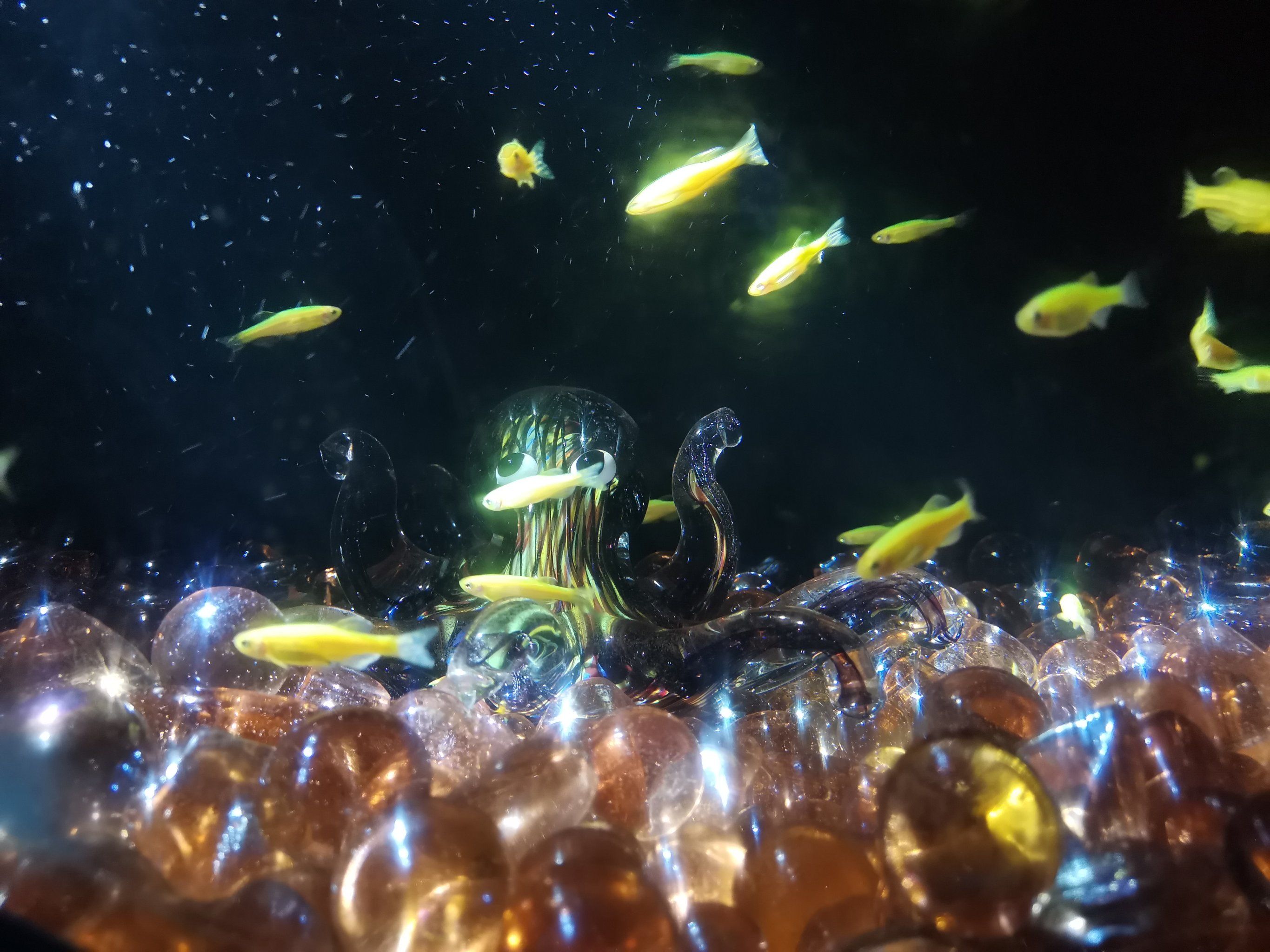 梦幻水族馆2(梦幻水族馆中文版)