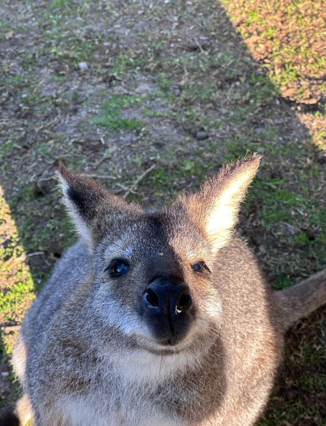 被控的袋鼠逃生攻略(被控的袋鼠逃生攻略小说)