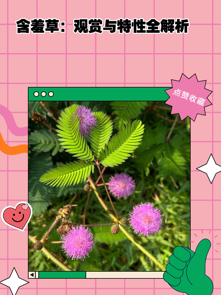 含羞草电影破解版(含羞草电影破解版免费观看)