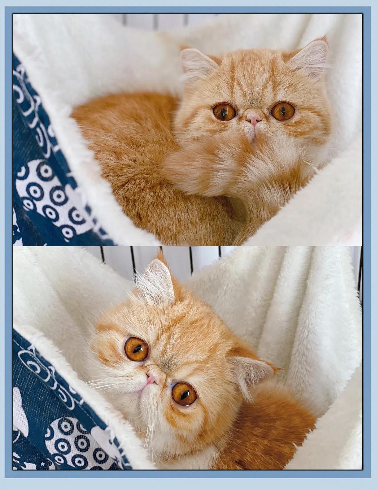 我要玩加菲猫神庙逃亡(我要玩加菲猫神庙逃亡游戏)