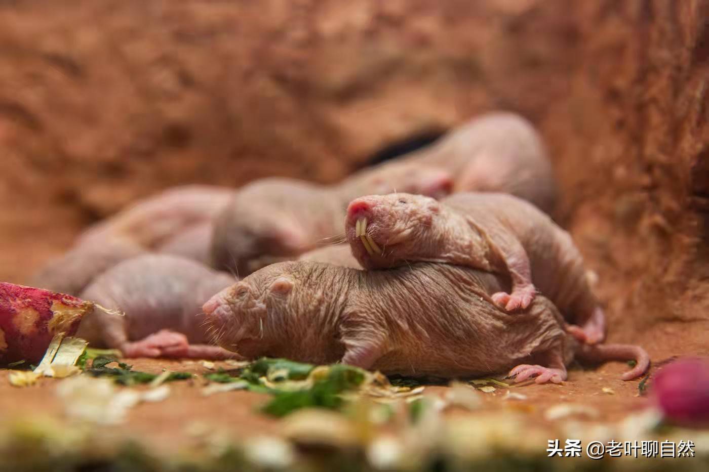 逃离鼹鼠之家攻略(逃离鼹鼠之家攻略图文)