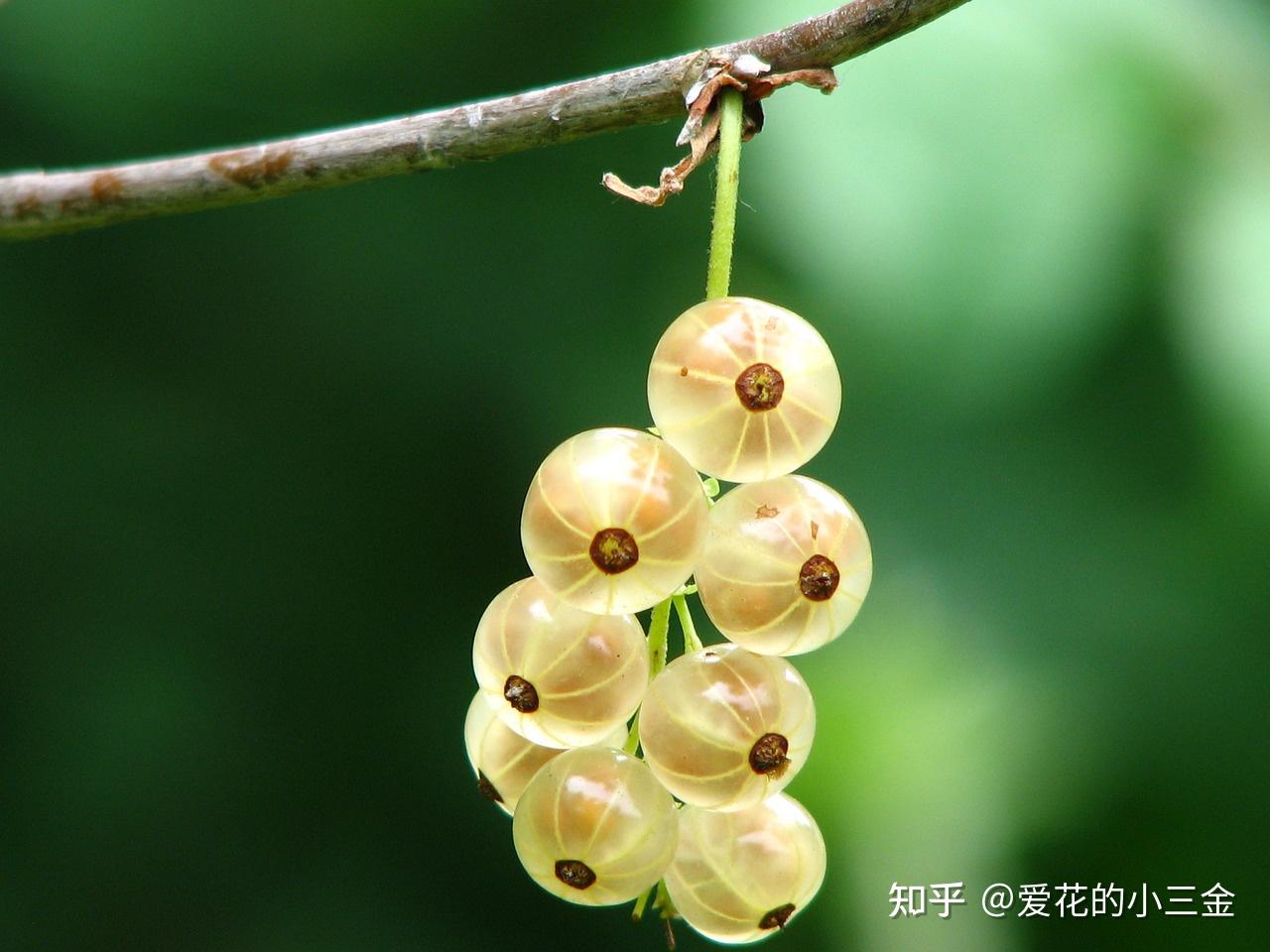 记忆里繁盛的果实攻略(记忆里盛开的花朵600字作文)