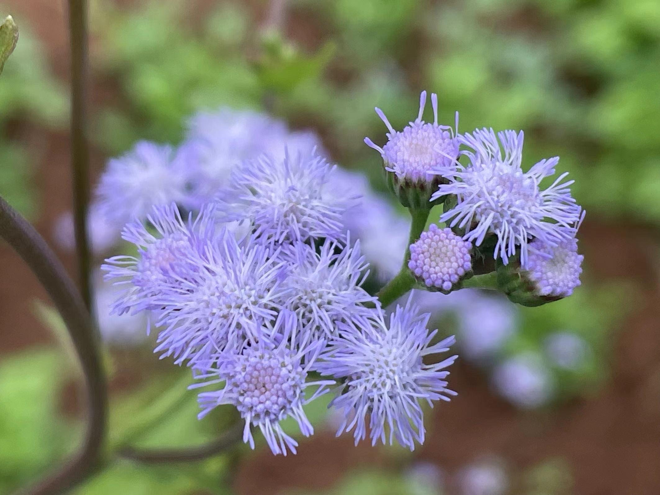 人生重启无限花破解版(人生重启完结破解版2020)