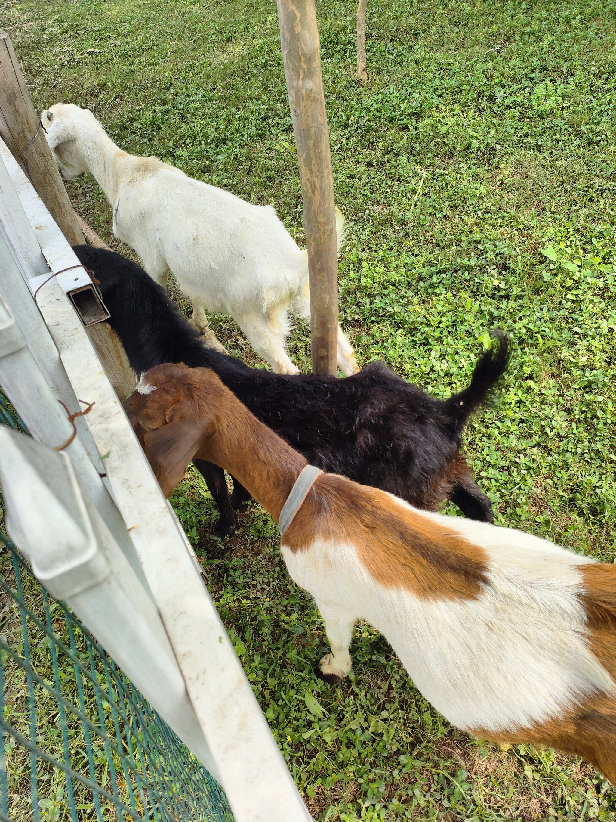 小羊吃东西游戏叫什么(小羊吃东西游戏叫什么名字)