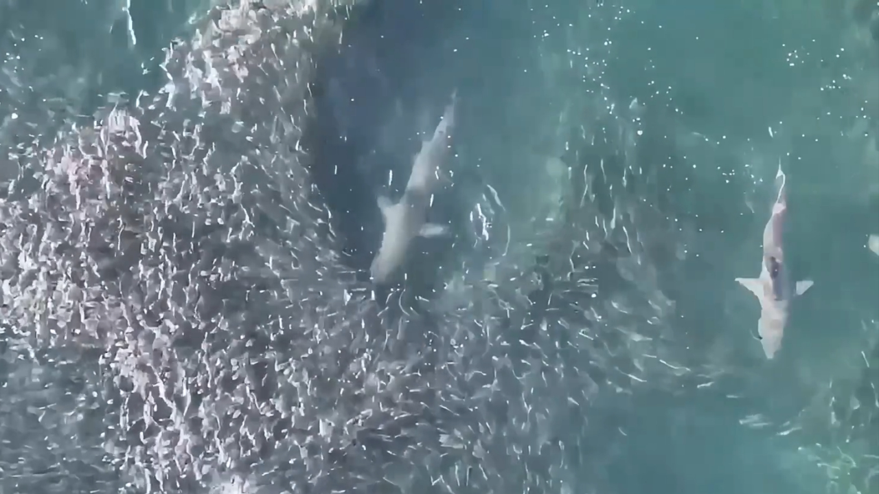 疯狂的大鲨鱼破解版(疯狂鲨鱼超级出击破解版)