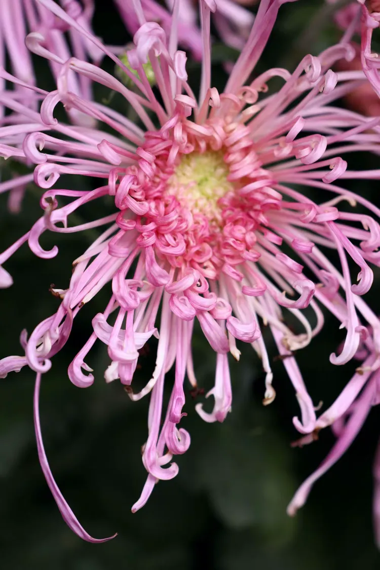 尽花及破解版2021(尽花迹破解版金手指2020)