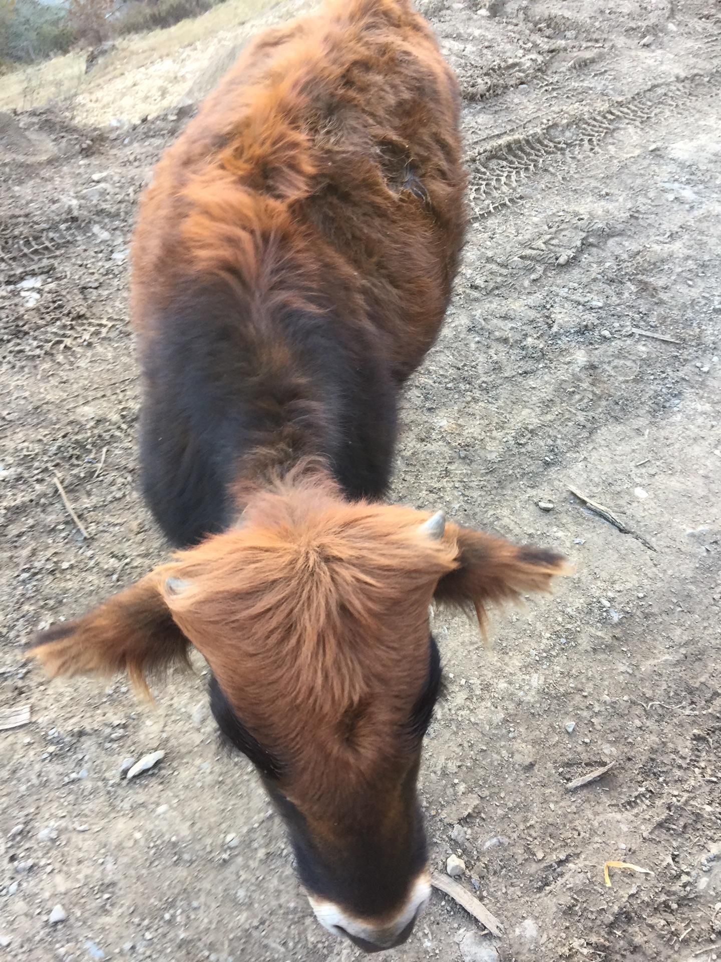 松鼠逃离蘑菇屋攻略(我家女友是恶魔蘑菇屋下的松鼠全文)