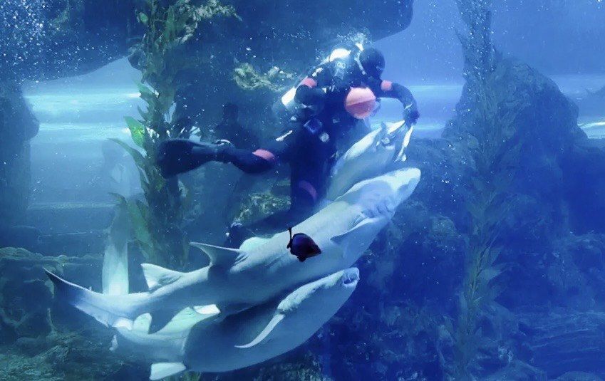 梦幻水族馆破解版(梦幻水族馆破解版无限星2025)