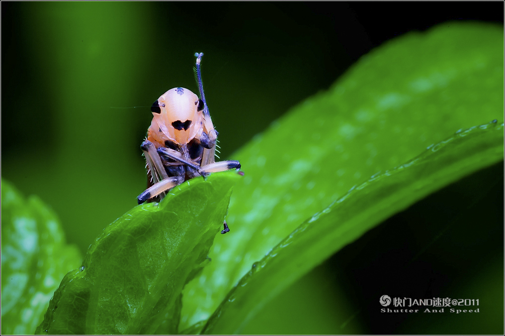 迷你世界虫虫版下载(迷你世界先遣服虫虫助手)