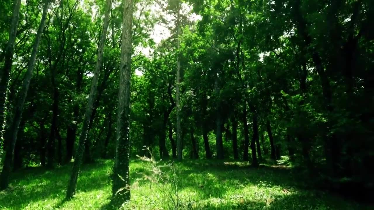 逃出茂密的森林攻略(逃出神秘森林攻略第12关)
