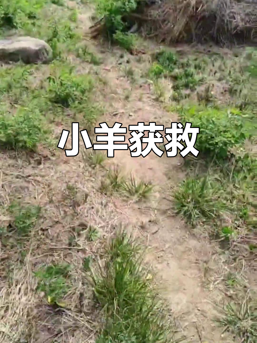 可爱的羊救援攻略(救援可爱的兔子攻略)