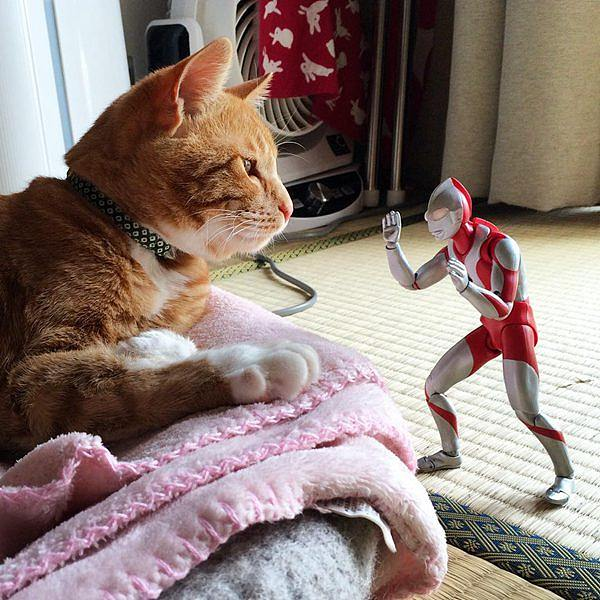 奥特曼小猫咪(奥特曼小猫咪图片)