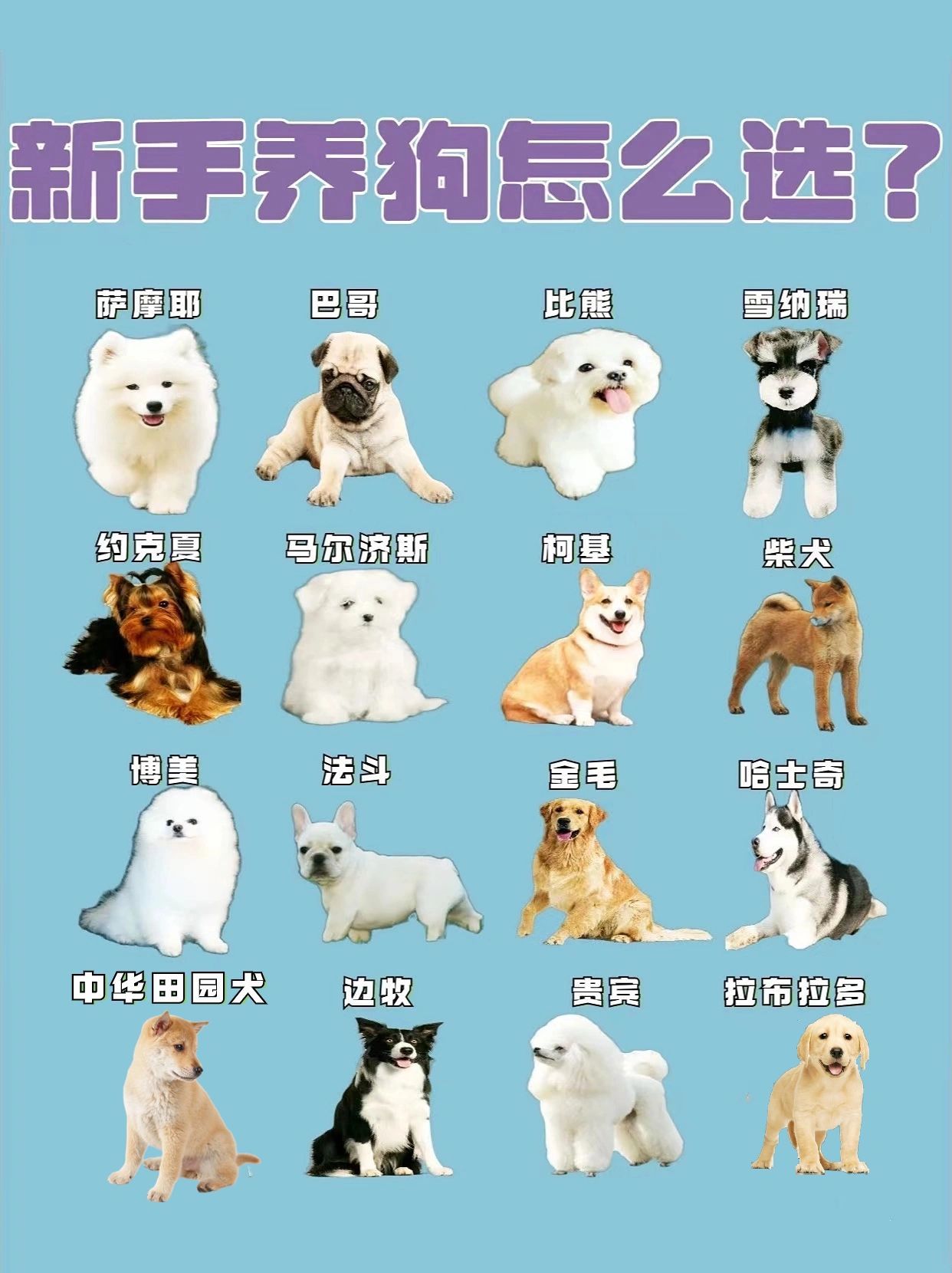 狗狗回家攻略(小狗回家的绝招是什么)