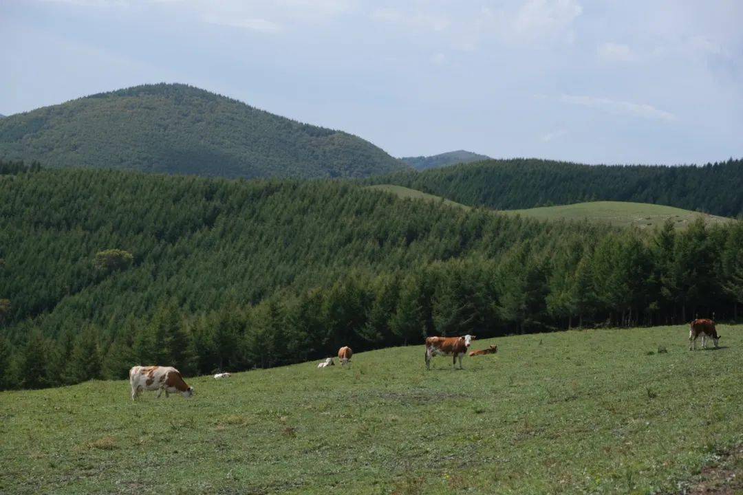 逃出森林山谷攻略(逃出森林山谷攻略视频)